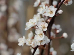 Großfrüchtige / Essbare Blutpflaume 'Trailblazer' / 'Hollywood' -Deutschland Garten Funk Verkaufs-Shop grossfruechtige essbare blutpflaume trailblazer hollywood m000044 w 3