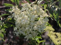Großfrüchtige Fliederbeere 'Haschberg' -Deutschland Garten Funk Verkaufs-Shop grossfruechtige fliederbeere haschberg m000081 w 1