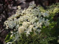 Großfrüchtige Fliederbeere 'Haschberg' -Deutschland Garten Funk Verkaufs-Shop grossfruechtige fliederbeere haschberg m000081 w 2