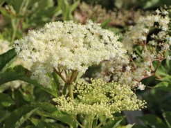 Großfrüchtige Fliederbeere 'Haschberg' -Deutschland Garten Funk Verkaufs-Shop grossfruechtige fliederbeere haschberg m000081 w 3