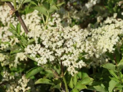 Großfrüchtige Fliederbeere 'Haschberg' -Deutschland Garten Funk Verkaufs-Shop grossfruechtige fliederbeere haschberg m000081 w 4