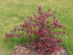 Grüne Heckenberberitze -Deutschland Garten Funk Verkaufs-Shop gruene heckenberberitze m006128 w 4