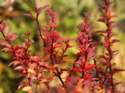 Grüne Heckenberberitze -Deutschland Garten Funk Verkaufs-Shop gruene heckenberberitze m006128 w 5