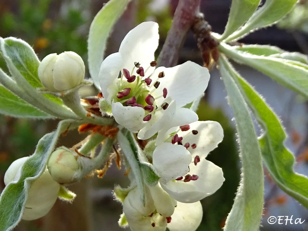 Hängende Wildbirne 'Pendula' 18 Hängende Wildbirne 'Pendula' – Bild 18