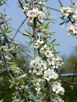 Hängende Wildbirne 'Pendula' 28 Hängende Wildbirne 'Pendula' -Deutschland Garten Funk Verkaufs-Shop haengende wildbirne pendula m069463 w 0