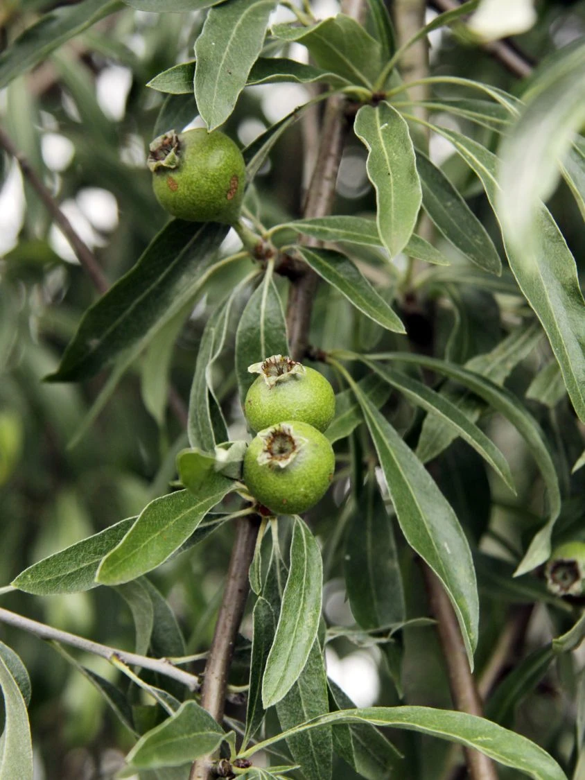 Hängende Wildbirne 'Pendula' 14 Hängende Wildbirne 'Pendula' – Bild 14