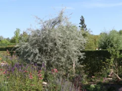 Hängende Wildbirne 'Pendula' 26 Hängende Wildbirne 'Pendula' -Deutschland Garten Funk Verkaufs-Shop haengende wildbirne pendula m069463 w 11