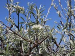 Hängende Wildbirne 'Pendula' 25 Hängende Wildbirne 'Pendula' -Deutschland Garten Funk Verkaufs-Shop haengende wildbirne pendula m069463 w 13