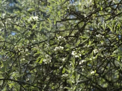 Hängende Wildbirne 'Pendula' 32 Hängende Wildbirne 'Pendula' -Deutschland Garten Funk Verkaufs-Shop haengende wildbirne pendula m069463 w 15