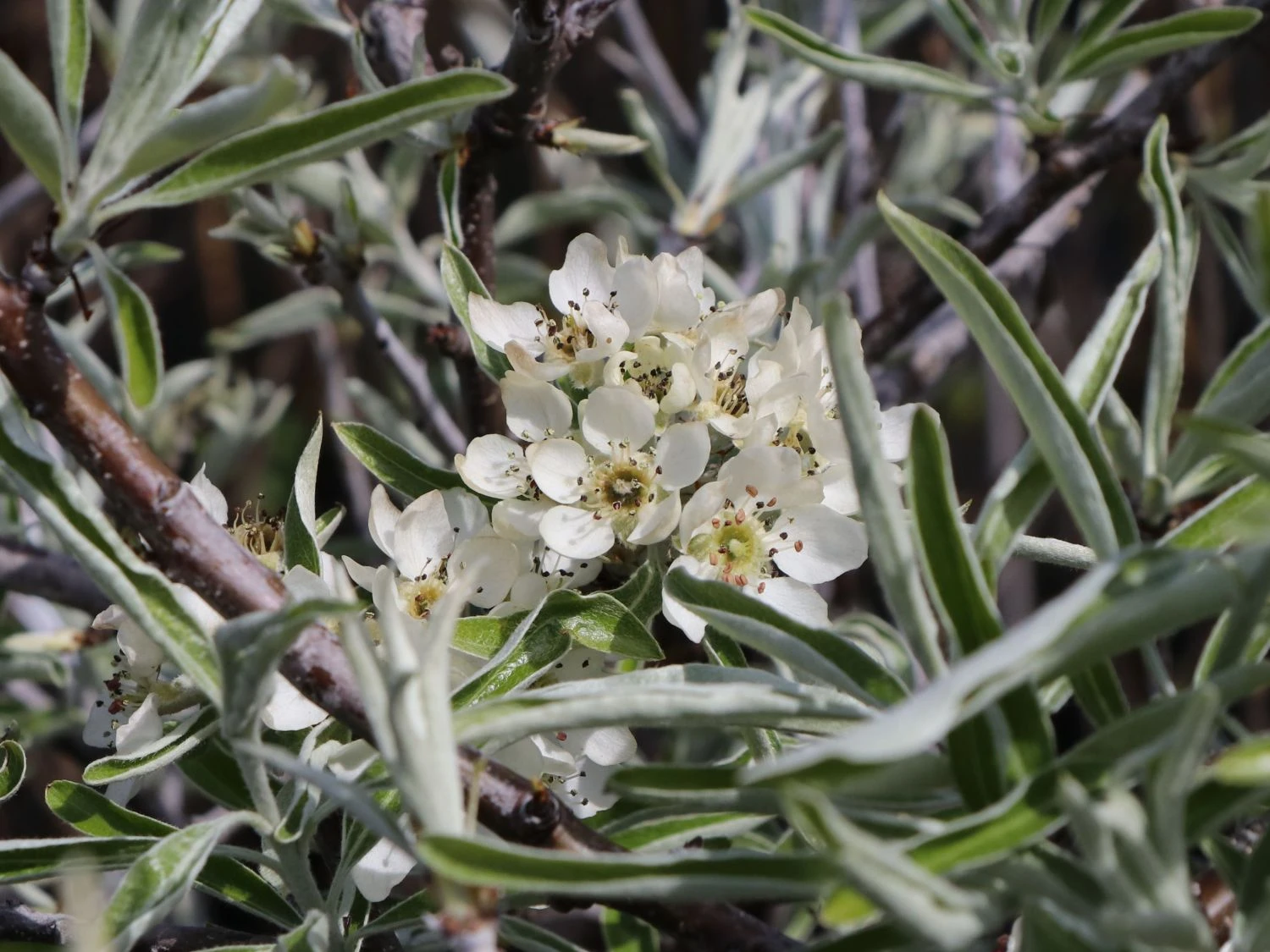 Hängende Wildbirne 'Pendula' 3 Hängende Wildbirne 'Pendula' – Bild 3