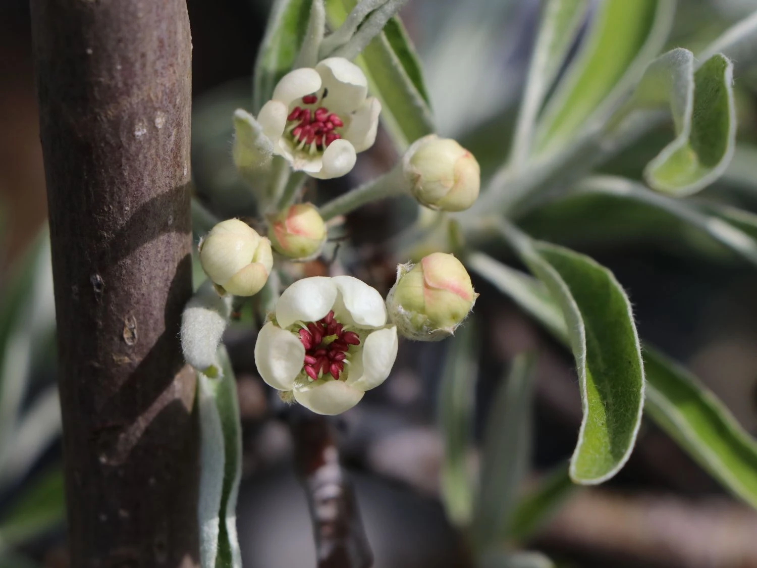 Hängende Wildbirne 'Pendula' 2 Hängende Wildbirne 'Pendula' – Bild 2