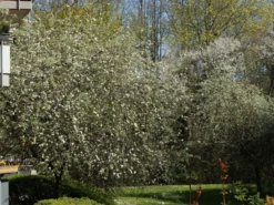 Hängende Wildbirne 'Pendula' 30 Hängende Wildbirne 'Pendula' -Deutschland Garten Funk Verkaufs-Shop haengende wildbirne pendula m069463 w 4