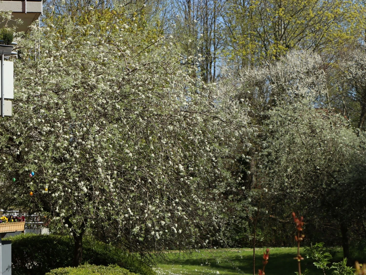 Hängende Wildbirne 'Pendula' 13 Hängende Wildbirne 'Pendula' – Bild 13