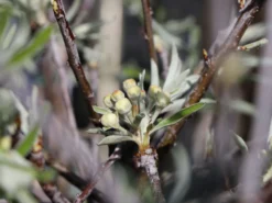 Hängende Wildbirne 'Pendula' 21 Hängende Wildbirne 'Pendula' -Deutschland Garten Funk Verkaufs-Shop haengende wildbirne pendula m069463 w 5