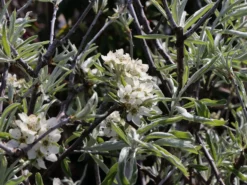 Hängende Wildbirne 'Pendula' 22 Hängende Wildbirne 'Pendula' -Deutschland Garten Funk Verkaufs-Shop haengende wildbirne pendula m069463 w 6