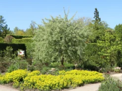 Hängende Wildbirne 'Pendula' 33 Hängende Wildbirne 'Pendula' -Deutschland Garten Funk Verkaufs-Shop haengende wildbirne pendula m069463 w 7