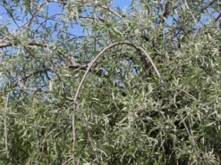 Hängende Wildbirne 'Pendula' 24 Hängende Wildbirne 'Pendula' -Deutschland Garten Funk Verkaufs-Shop haengende wildbirne pendula m069463 w 8