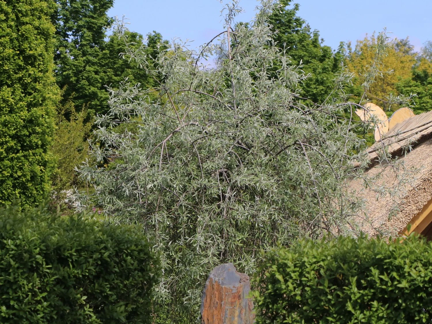 Hängende Wildbirne 'Pendula' 6 Hängende Wildbirne 'Pendula' – Bild 6