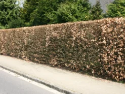 Hainbuche / Weißbuche -Deutschland Garten Funk Verkaufs-Shop hainbuche weissbuche carpinus betulus m002616 w 1