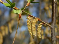 Hainbuche / Weißbuche -Deutschland Garten Funk Verkaufs-Shop hainbuche weissbuche carpinus betulus m002616 w 2