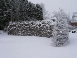 Hainbuche / Weißbuche -Deutschland Garten Funk Verkaufs-Shop hainbuche weissbuche carpinus betulus m002616 w 4