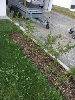 Hainbuche / Weißbuche -Deutschland Garten Funk Verkaufs-Shop hainbuche weissbuche m002616 401538 1