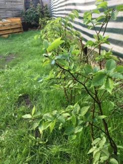 Hainbuche / Weißbuche -Deutschland Garten Funk Verkaufs-Shop hainbuche weissbuche m002616 871159 0