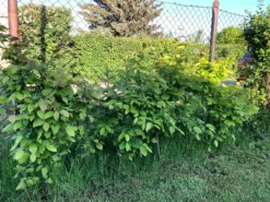 Hainbuche / Weißbuche -Deutschland Garten Funk Verkaufs-Shop hainbuche weissbuche m002616 871159 1