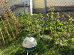 Hainbuche / Weißbuche -Deutschland Garten Funk Verkaufs-Shop hainbuche weissbuche m002616 881347 0