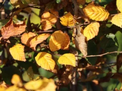 Hainbuche / Weißbuche -Deutschland Garten Funk Verkaufs-Shop hainbuche weissbuche m002616 w 0