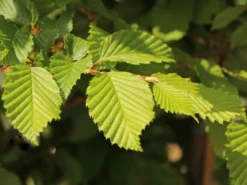 Hainbuche / Weißbuche -Deutschland Garten Funk Verkaufs-Shop hainbuche weissbuche m002616 w 2