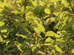 Hainbuche / Weißbuche -Deutschland Garten Funk Verkaufs-Shop hainbuche weissbuche m002616 w 3