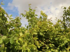 Hainbuche / Weißbuche -Deutschland Garten Funk Verkaufs-Shop hainbuche weissbuche m002616 w 4