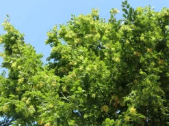 Hainbuche / Weißbuche -Deutschland Garten Funk Verkaufs-Shop hainbuche weissbuche m002616 w 7