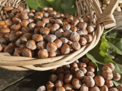 Haselnuss 'Bergers Zellernuss'