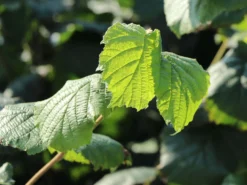 Haselnuss 'Bergers Zellernuss' -Deutschland Garten Funk Verkaufs-Shop haselnuss bergers zellernuss m062938 w 0