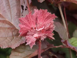 Haselnuss 'Rotblättrige Zellernuss' -Deutschland Garten Funk Verkaufs-Shop haselnuss rotblaettrige zellernuss m008216 w 1