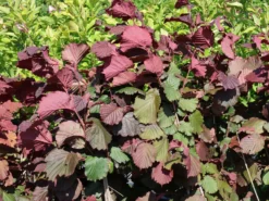 Haselnuss 'Rotblättrige Zellernuss' -Deutschland Garten Funk Verkaufs-Shop haselnuss rotblaettrige zellernuss m008216 w 4