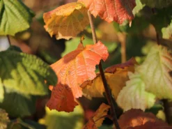 Haselnuss 'Webbs Preisnuss' 8 Haselnuss 'Webbs Preisnuss' -Deutschland Garten Funk Verkaufs-Shop haselnuss webbs preisnuss m002516 w 0