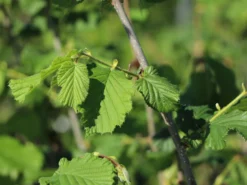 Haselnuss 'Webbs Preisnuss' 7 Haselnuss 'Webbs Preisnuss' -Deutschland Garten Funk Verkaufs-Shop haselnuss webbs preisnuss m002516 w 1