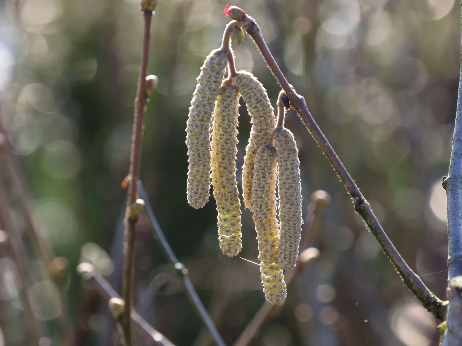 Haselnuss 'Webbs Preisnuss' 2 Haselnuss 'Webbs Preisnuss' – Bild 2