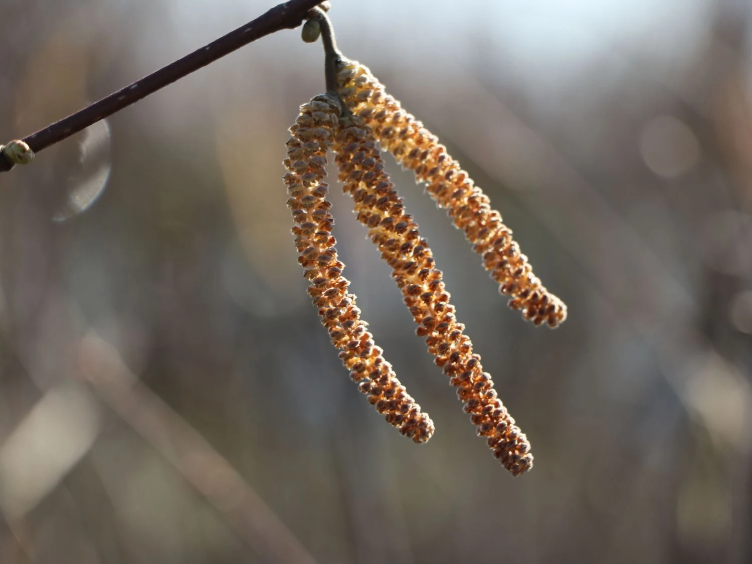 Haselnuss 'Webbs Preisnuss' 5 Haselnuss 'Webbs Preisnuss' – Bild 5