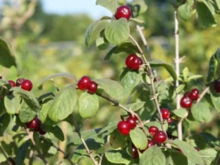 Heckenkirsche 'Clavey's Dwarf' -Deutschland Garten Funk Verkaufs-Shop heckenkirsche claveys dwarf m014228 w 1