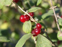 Heckenkirsche 'Clavey's Dwarf' -Deutschland Garten Funk Verkaufs-Shop heckenkirsche claveys dwarf m014228 w 3