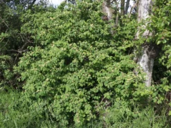 Heckenkirsche 'Clavey's Dwarf' -Deutschland Garten Funk Verkaufs-Shop heckenkirsche claveys dwarf m014228 w 4