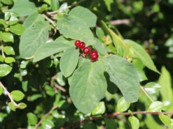 Heckenkirsche 'Clavey's Dwarf' -Deutschland Garten Funk Verkaufs-Shop heckenkirsche claveys dwarf m014228 w 6