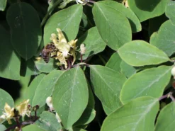 Heckenkirsche 'Clavey's Dwarf' -Deutschland Garten Funk Verkaufs-Shop heckenkirsche claveys dwarf m014228 w 8