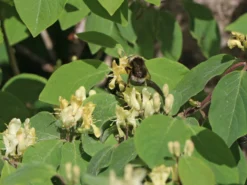 Heckenkirsche 'Clavey's Dwarf' -Deutschland Garten Funk Verkaufs-Shop heckenkirsche claveys dwarf m014228 w 9