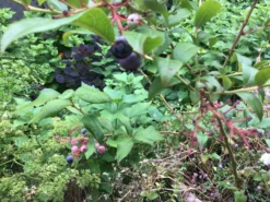 Heidelbeere 'Bluecrop' -Deutschland Garten Funk Verkaufs-Shop heidelbeere bluecrop m002452 1157834 0