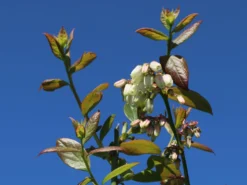 Heidelbeere 'Bluecrop' -Deutschland Garten Funk Verkaufs-Shop heidelbeere bluecrop m002452 w 0